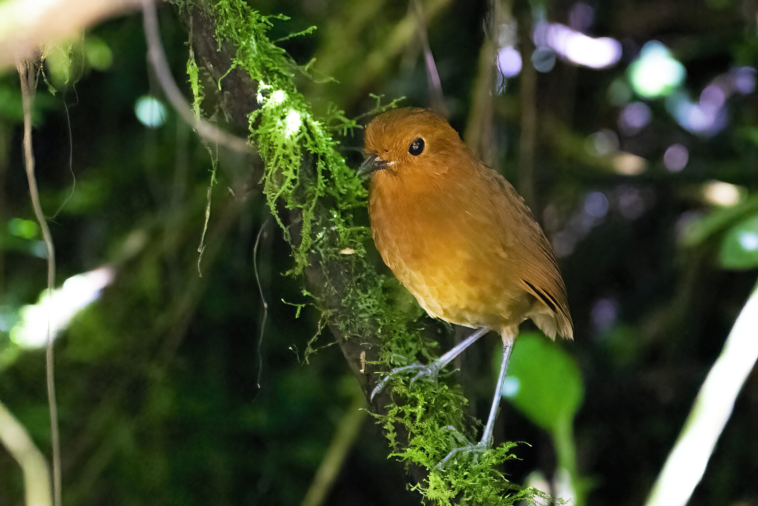 chami antpitta in riosucio colombia on a mossy branch