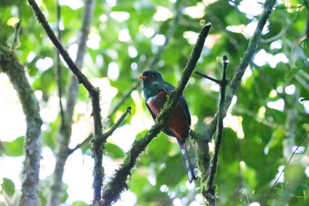 Masked Trogon on a branch in the Andean Cloud Forest