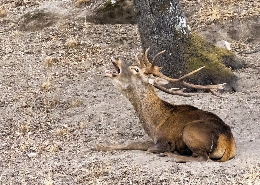 A mature Red Deer male rutting loudly by a tree