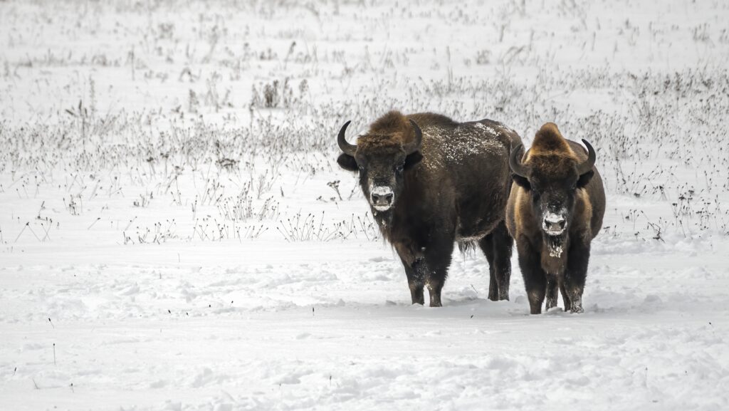 two european bison standing in a snow covered field in Poland